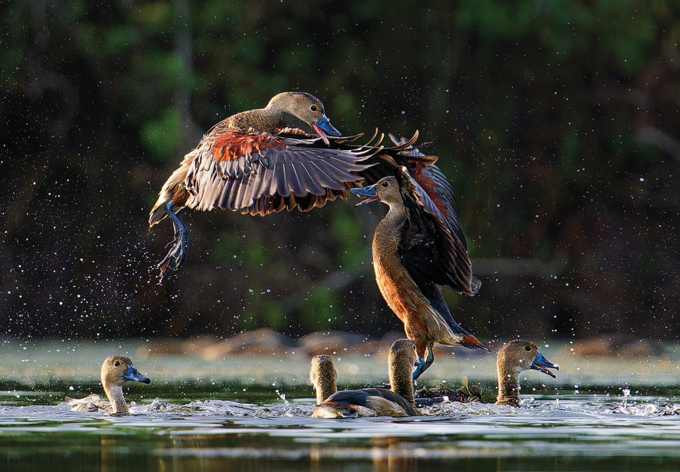 Rắn lục mắt hồng ngọc v&agrave; những ảnh thi&ecirc;n nhi&ecirc;n hoang d&atilde; đẹp m&ecirc; hồn- Ảnh 1.