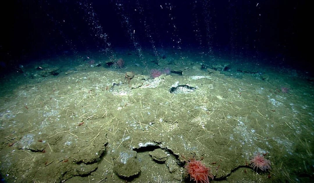 Ph&aacute;t hiện 40 'lỗ thở' bất thường dưới đ&aacute;y biển Nam Cực, chuy&ecirc;n gia n&oacute;i: Tr&aacute;i Đất c&oacute; thể l&acirc;m nguy- Ảnh 3.