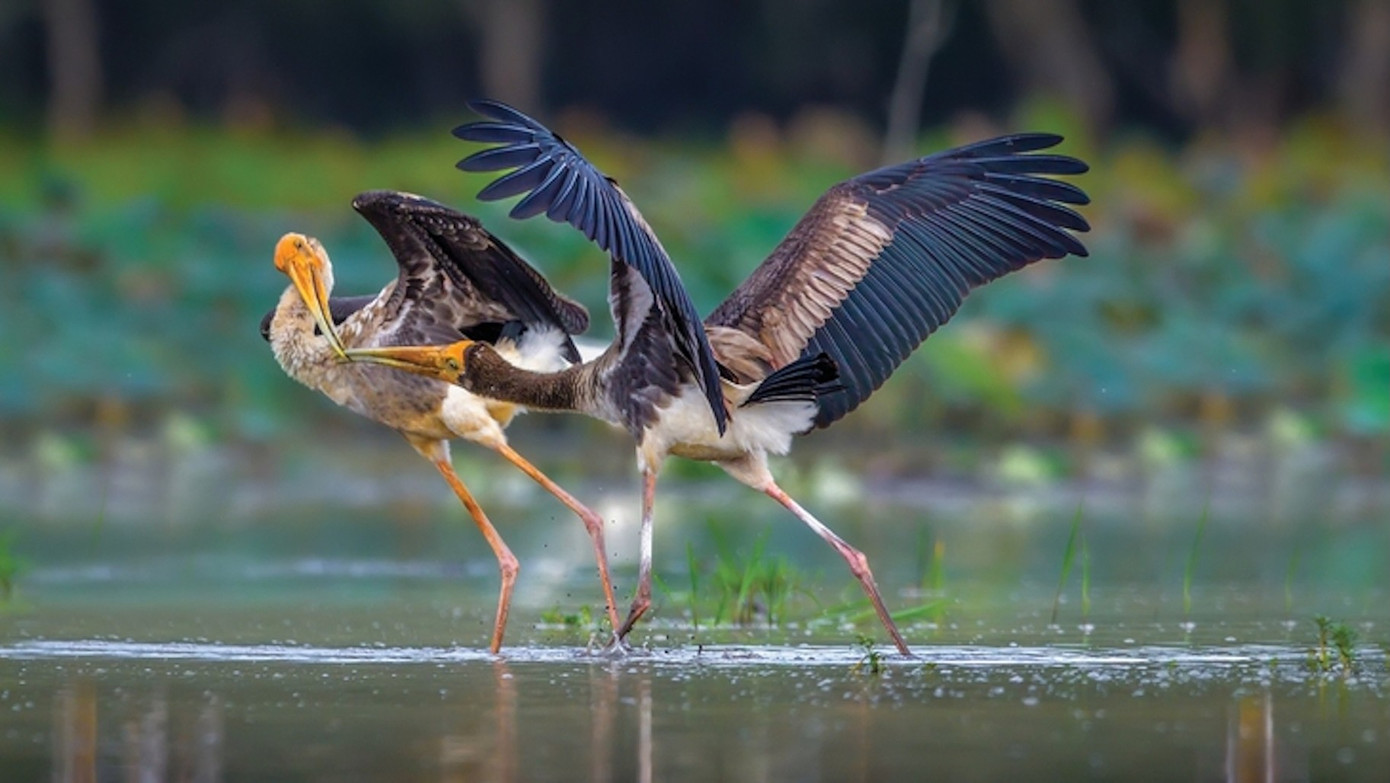Rắn lục mắt hồng ngọc v&agrave; những ảnh thi&ecirc;n nhi&ecirc;n hoang d&atilde; đẹp m&ecirc; hồn- Ảnh 5.