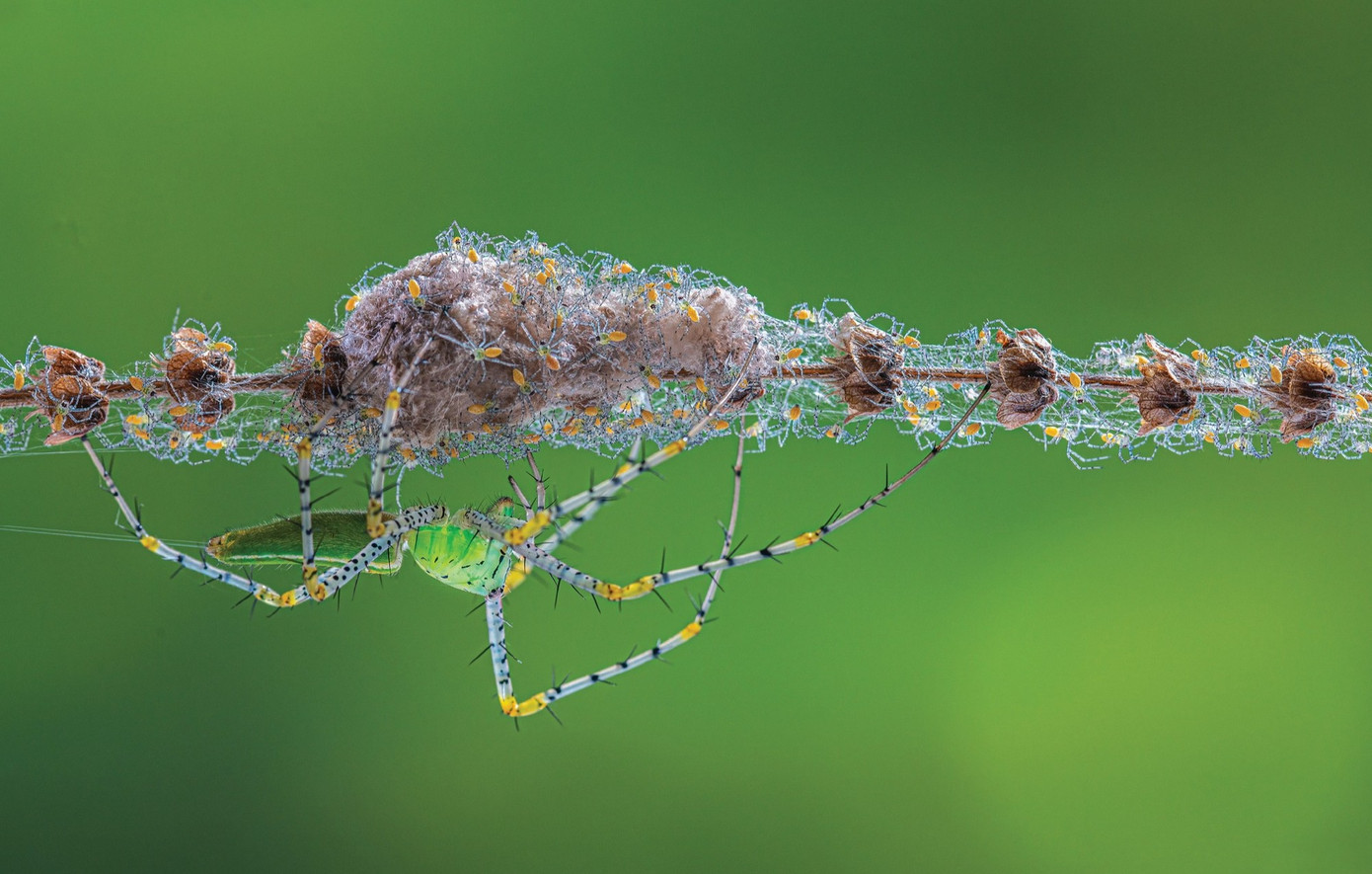 Rắn lục mắt hồng ngọc v&agrave; những ảnh thi&ecirc;n nhi&ecirc;n hoang d&atilde; đẹp m&ecirc; hồn- Ảnh 6.