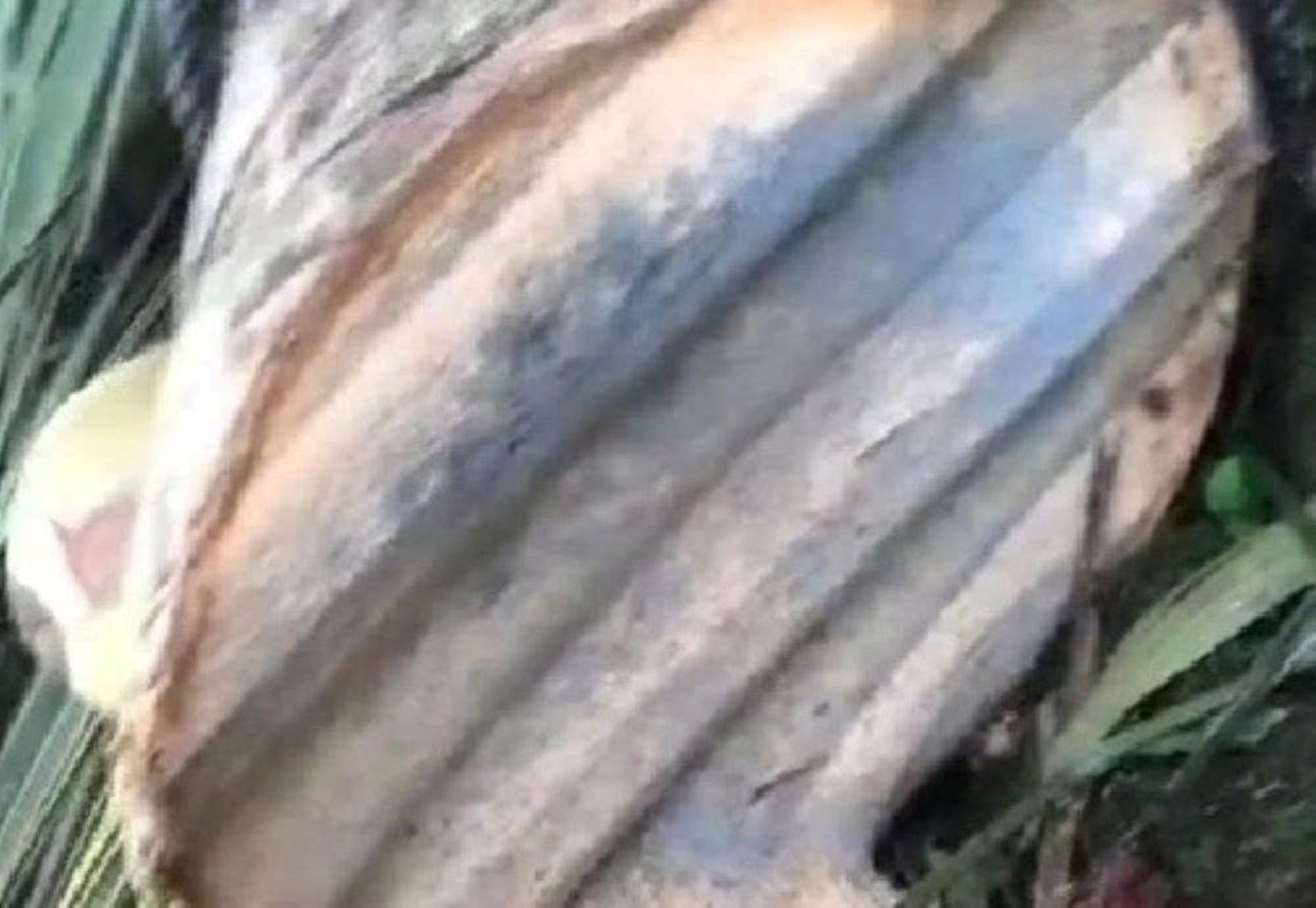 Thực hư clip 6 triệu view &lsquo;t&ocirc;n bay cắt đứt c&acirc;y dừa&rsquo;- Ảnh 3.