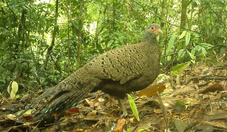 “Check” camera đột xuất, phát hiện báu vật hiếm có trên thế giới tại Quảng Ngãi- Ảnh 1.