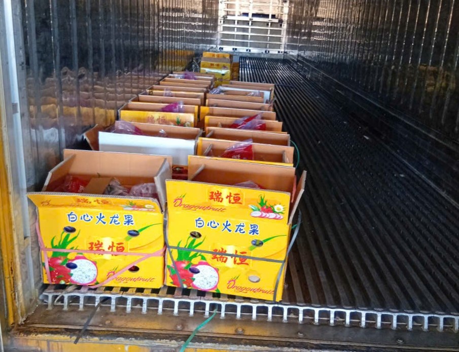 Nhiều tài xế container tố bị “bẫy” khi chở thanh long sang cửa khẩu- Ảnh 1.