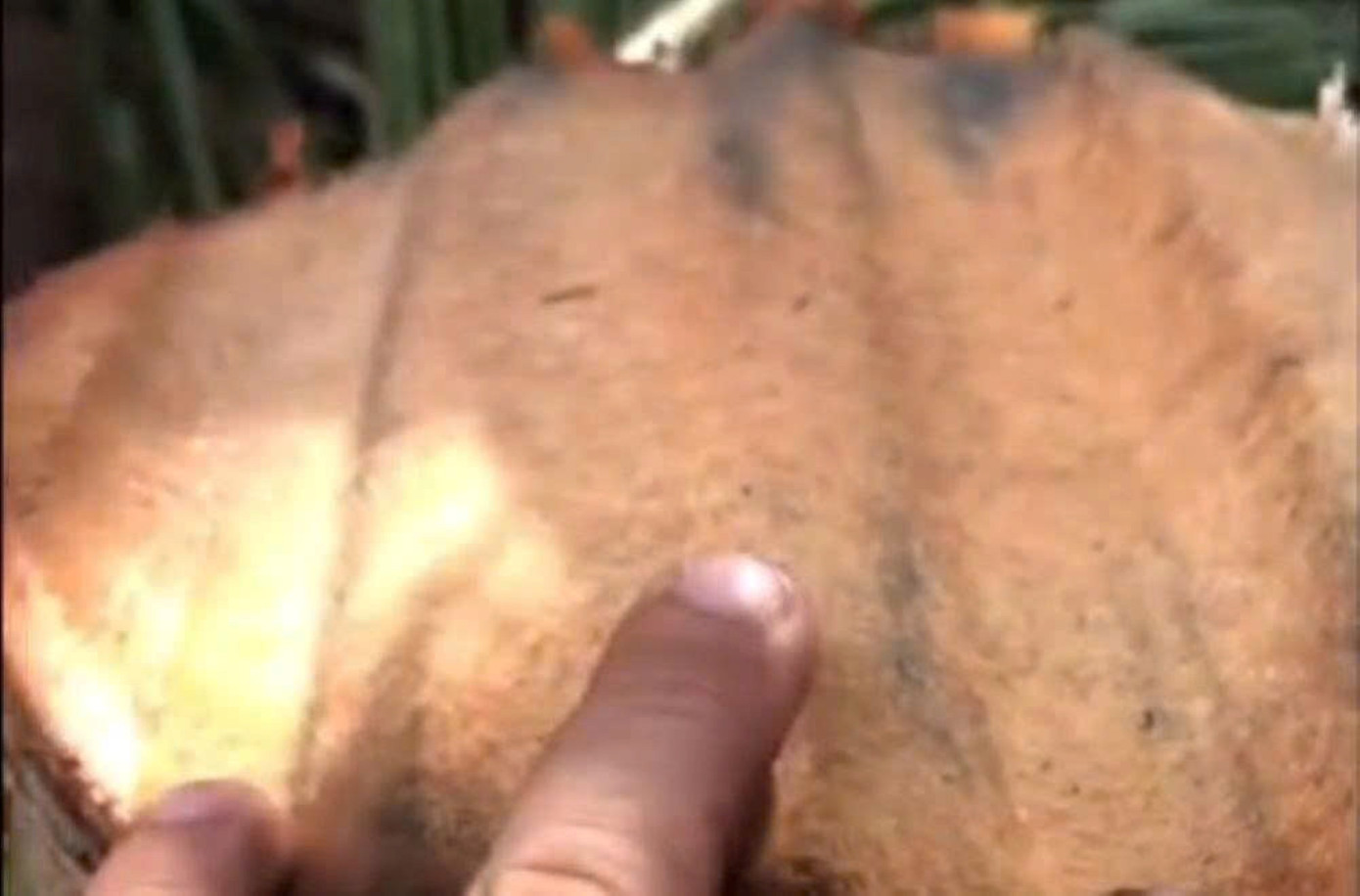 Thực hư clip 6 triệu view &lsquo;t&ocirc;n bay cắt đứt c&acirc;y dừa&rsquo;- Ảnh 1.