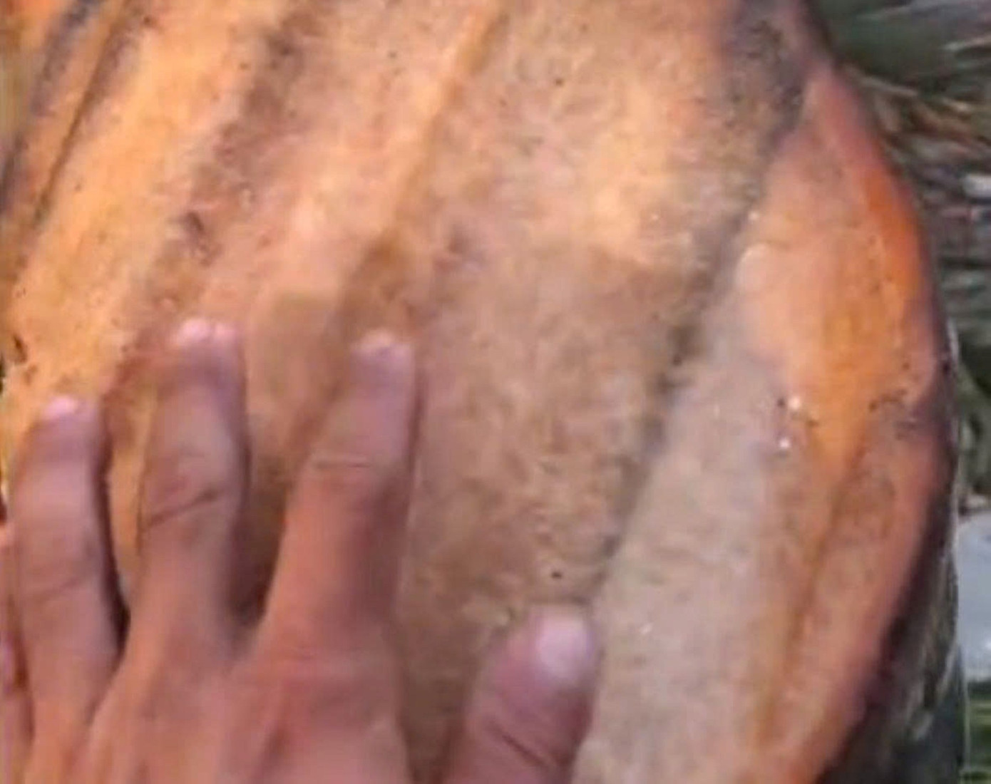 Thực hư clip 6 triệu view &lsquo;t&ocirc;n bay cắt đứt c&acirc;y dừa&rsquo;- Ảnh 4.