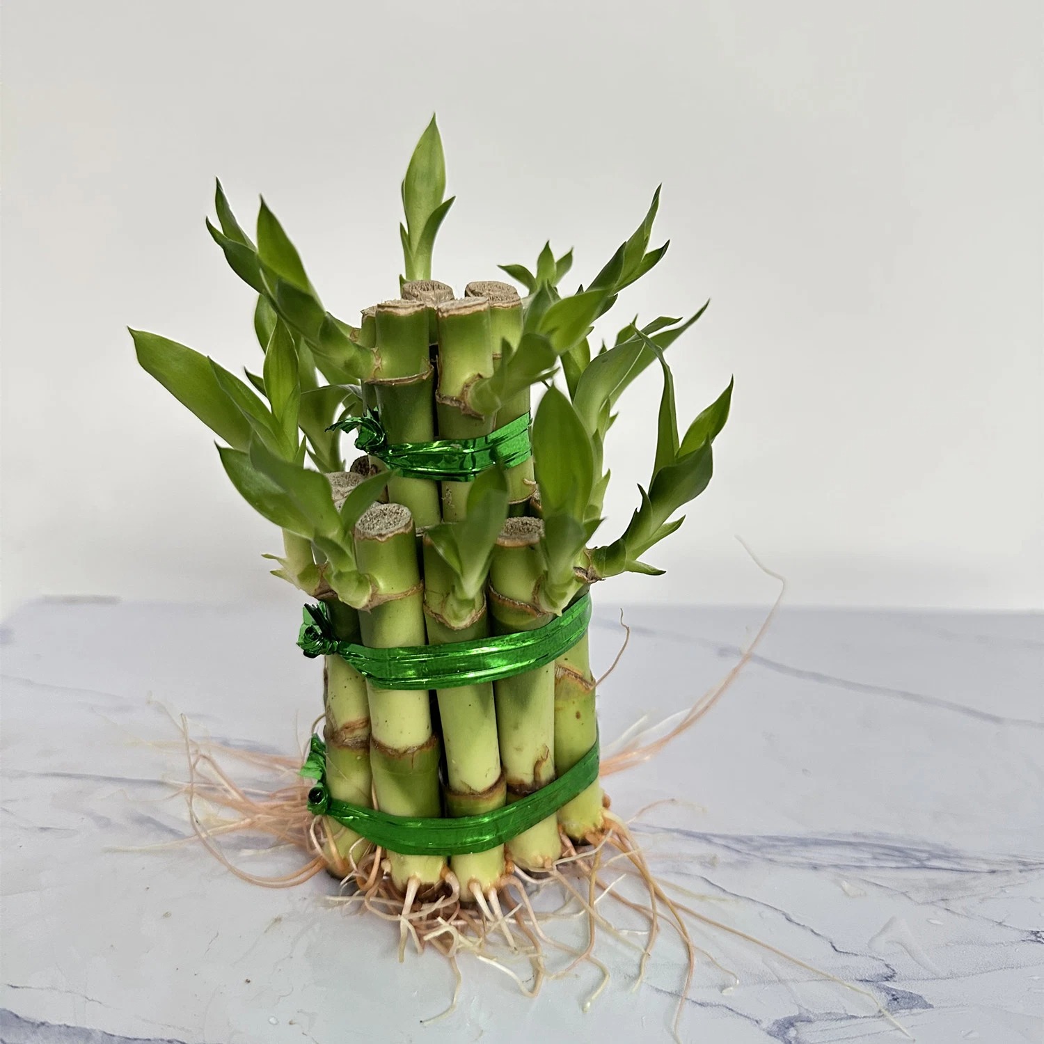 NASA gọi tên 10 cây tốt nhất để trồng trong nhà- Ảnh 10. NASA gọi tên 10 cây tốt nhất để trồng trong nhà- Ảnh 10.