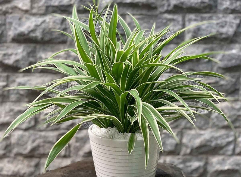 NASA gọi tên 10 cây tốt nhất để trồng trong nhà- Ảnh 2. NASA gọi tên 10 cây tốt nhất để trồng trong nhà- Ảnh 2.