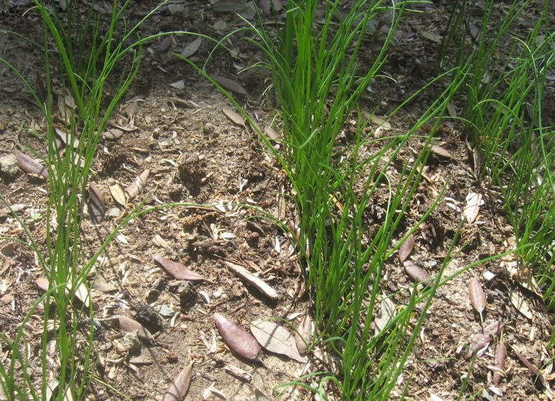 6 cây khiến rắn sợ đến mức tránh xa- Ảnh 3.