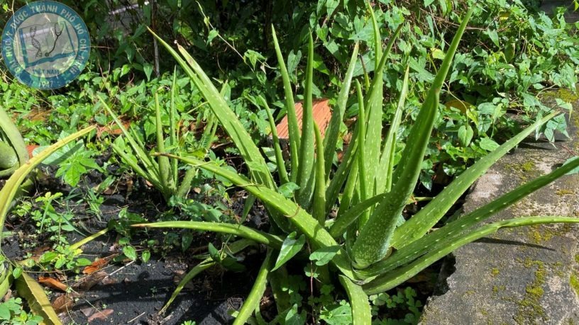 NASA gọi tên 10 cây tốt nhất để trồng trong nhà- Ảnh 6. NASA gọi tên 10 cây tốt nhất để trồng trong nhà- Ảnh 6.