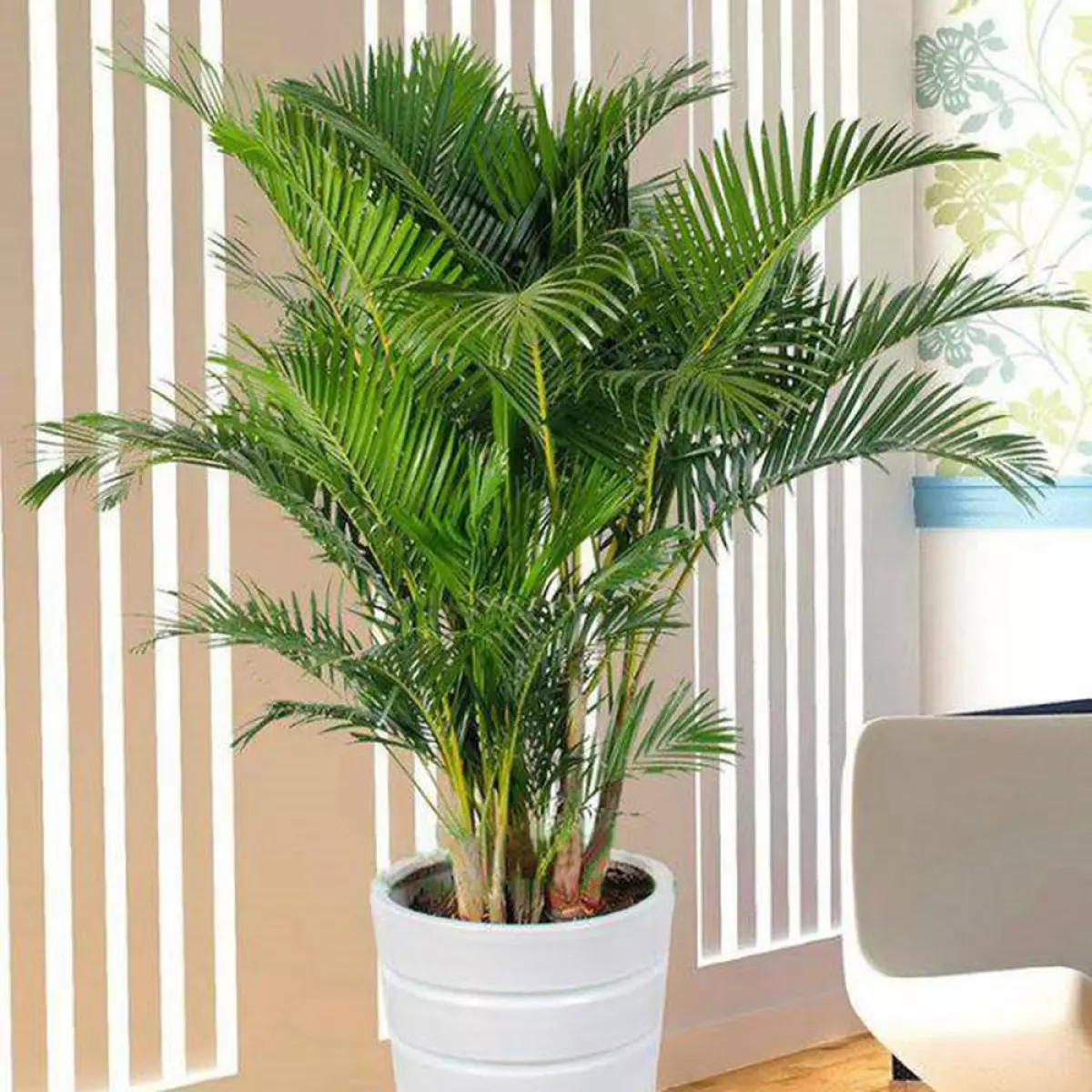 NASA gọi tên 10 cây tốt nhất để trồng trong nhà- Ảnh 7. NASA gọi tên 10 cây tốt nhất để trồng trong nhà- Ảnh 7.