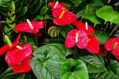 NASA gọi tên 10 cây tốt nhất để trồng trong nhà- Ảnh 8. NASA gọi tên 10 cây tốt nhất để trồng trong nhà- Ảnh 8.