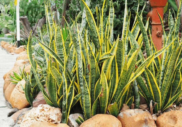 NASA gọi tên 10 cây tốt nhất để trồng trong nhà- Ảnh 1. NASA gọi tên 10 cây tốt nhất để trồng trong nhà- Ảnh 1.