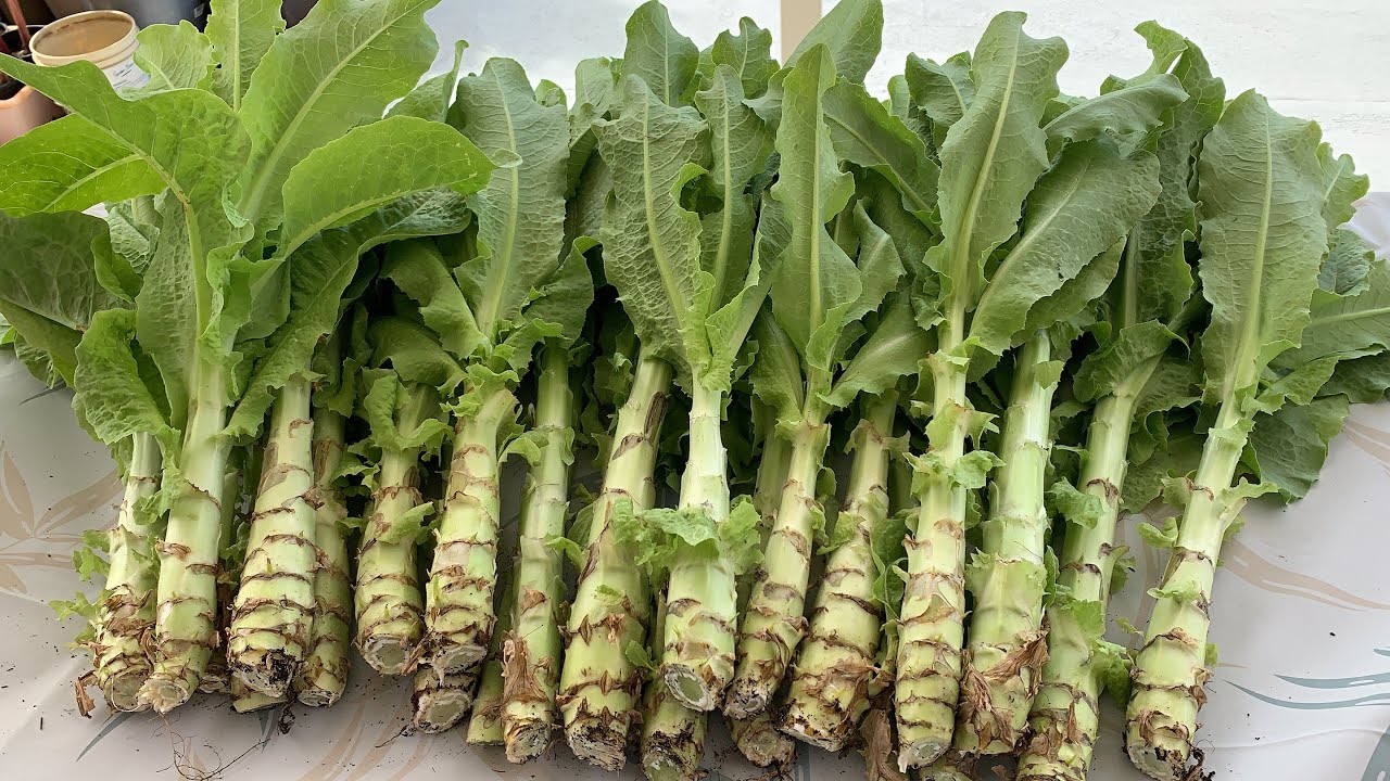 Loại rau giòn sần sật, hơn nửa triệu đồng/kg, giúp sống lâu, trẻ khỏe: Việt Nam có rất nhiều - Ảnh 3.