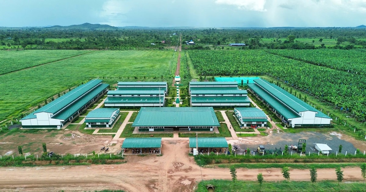 Tỷ phú Trần Bá Dương kể về thương vụ bán chuối trong 10 năm cho "ông trùm" nông nghiệp Fresh Del Monte: Chúng tôi phải cam kết nếu chất lượng dưới 90% chuẩn sẽ bị phạt 1 USD mỗi thùng (13 kg) - Ảnh 2.