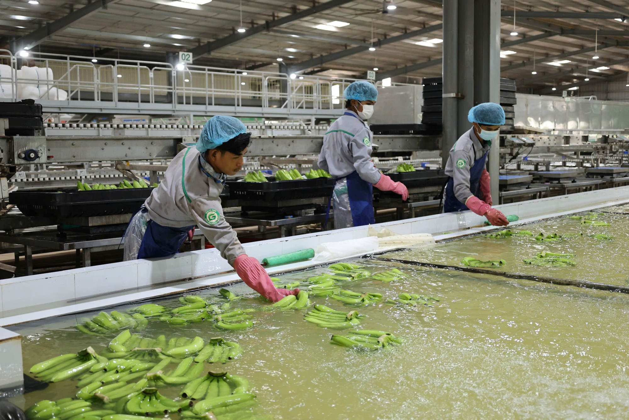 Tỷ phú Trần Bá Dương kể về thương vụ bán chuối trong 10 năm cho "ông trùm" nông nghiệp Fresh Del Monte: Chúng tôi phải cam kết nếu chất lượng dưới 90% chuẩn sẽ bị phạt 1 USD mỗi thùng (13 kg) - Ảnh 3.