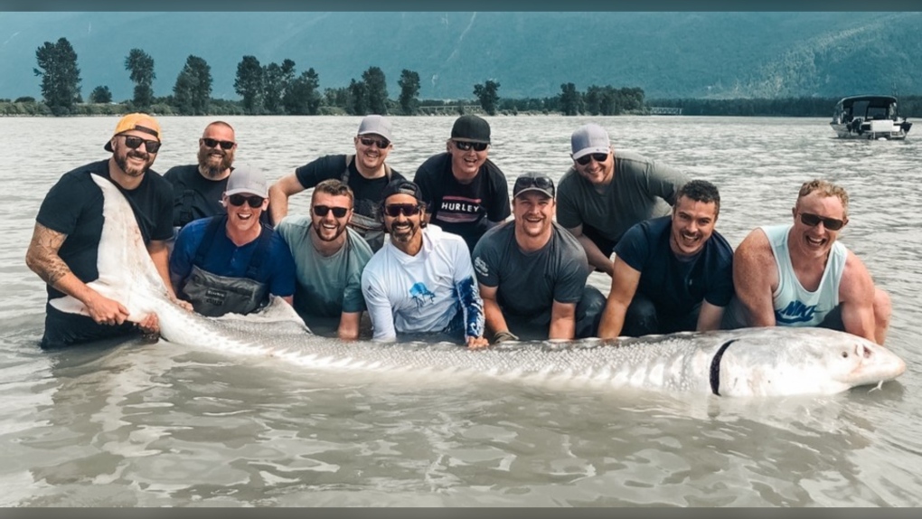 Gặp "thủy quái nước ngọt" dài hơn 6m, nặng gần 700kg: Cá thể hiếm đến mức cả thập kỷ mới thấy một lần - Ảnh 1.