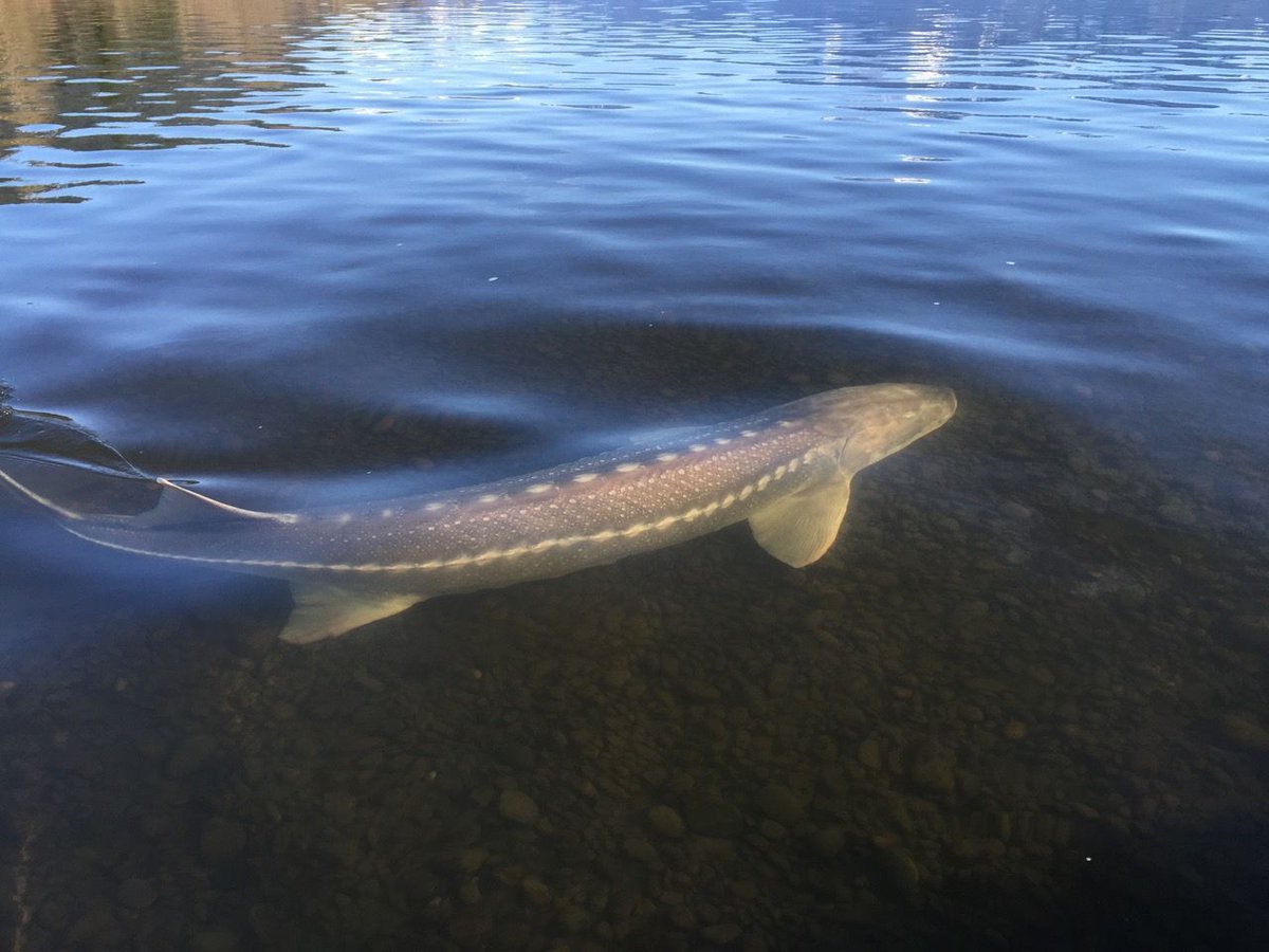 Gặp "thủy quái nước ngọt" dài hơn 6m, nặng gần 700kg: Cá thể hiếm đến mức cả thập kỷ mới thấy một lần - Ảnh 3.