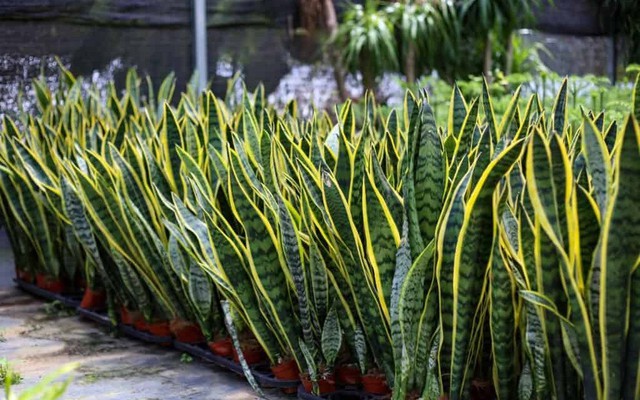 5 loại cây lọc không khí 'gọi lộc' cho năm mới: Đơn giản nhưng hiệu quả rõ rệt- Ảnh 1.