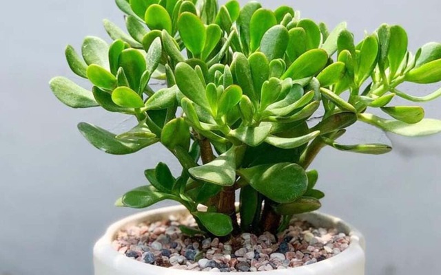 5 loại cây lọc không khí 'gọi lộc' cho năm mới: Đơn giản nhưng hiệu quả rõ rệt- Ảnh 2.