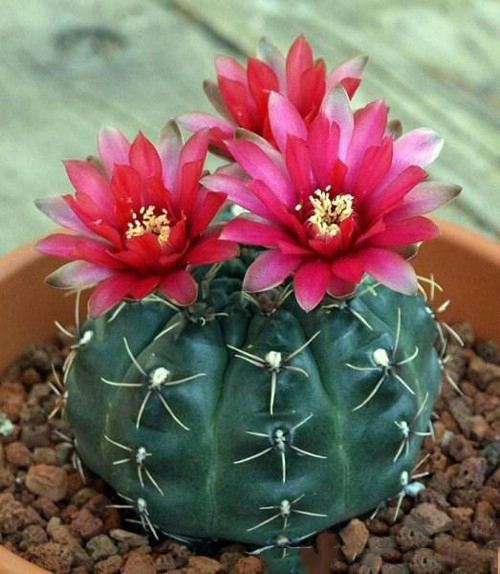 Nhà có 4 loại cây cảnh này may mắn kéo dài, hút đầy tài lộc phú quý, bảo sao người giàu thích mê- Ảnh 2. Nhà có 4 loại cây cảnh này may mắn kéo dài, hút đầy tài lộc phú quý, bảo sao người giàu thích mê- Ảnh 2.