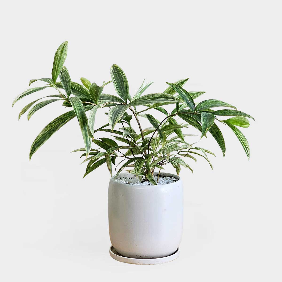 Ông bà dặn: 5 loại cây đặt đúng vị trí là thành “máy hút tài lộc” cho gia đình- Ảnh 8. Ông bà dặn: 5 loại cây đặt đúng vị trí là thành “máy hút tài lộc” cho gia đình- Ảnh 8.