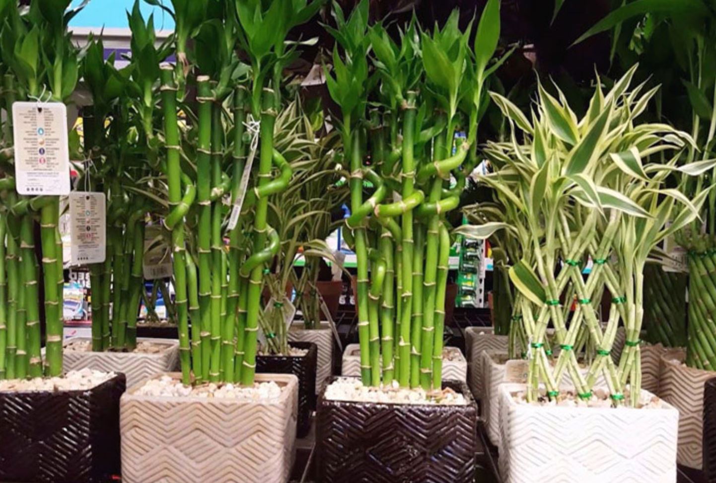 Nhà có 4 loại cây cảnh này may mắn kéo dài, hút đầy tài lộc phú quý, bảo sao người giàu thích mê- Ảnh 1. Nhà có 4 loại cây cảnh này may mắn kéo dài, hút đầy tài lộc phú quý, bảo sao người giàu thích mê- Ảnh 1.