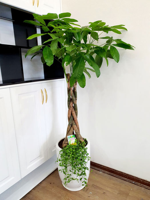 Ông bà dặn: 5 loại cây đặt đúng vị trí là thành “máy hút tài lộc” cho gia đình- Ảnh 1. Ông bà dặn: 5 loại cây đặt đúng vị trí là thành “máy hút tài lộc” cho gia đình- Ảnh 1.