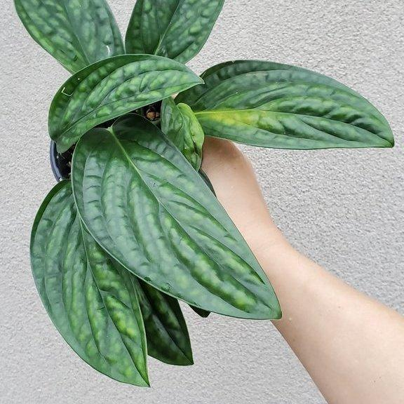 Ông bà dặn: 5 loại cây đặt đúng vị trí là thành “máy hút tài lộc” cho gia đình- Ảnh 4. Ông bà dặn: 5 loại cây đặt đúng vị trí là thành “máy hút tài lộc” cho gia đình- Ảnh 4.