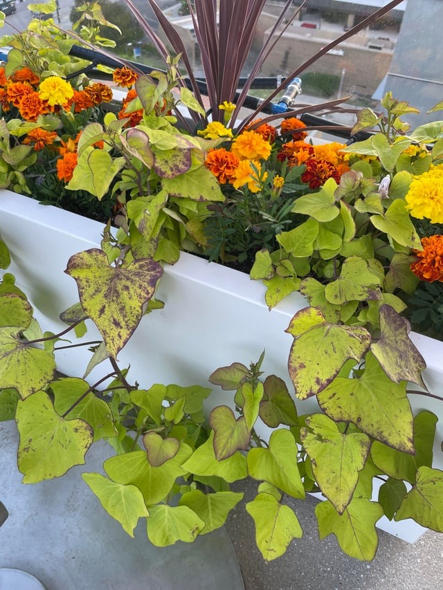 5 vị trí KHÔNG NÊN trồng cây trong nhà kẻo xui xẻo tìm đến, rước họa vào thân- Ảnh 5. 5 vị trí KHÔNG NÊN trồng cây trong nhà kẻo xui xẻo tìm đến, rước họa vào thân- Ảnh 5.