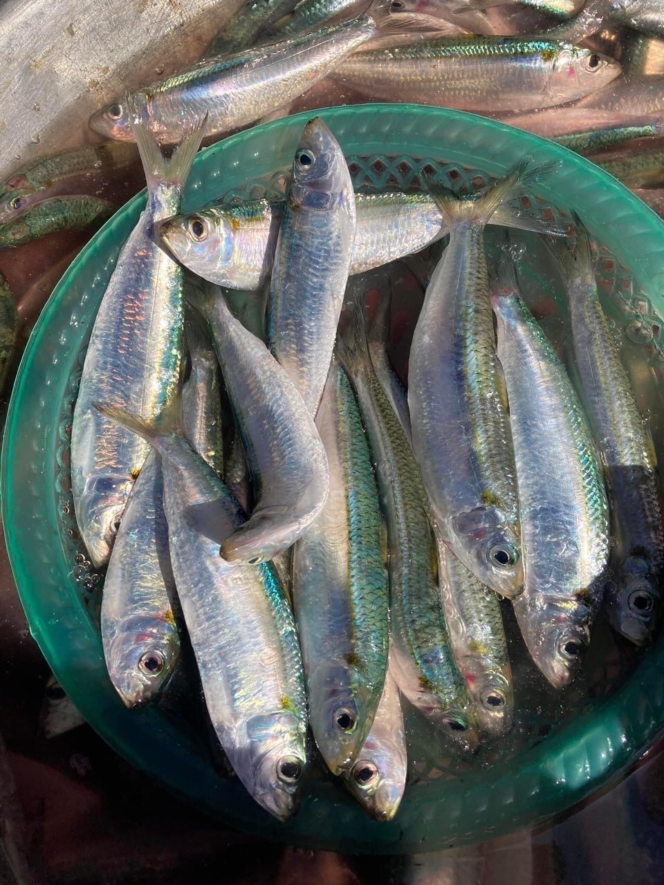 6 loại cá ít "ngậm" thủy ngân nhất, đi chợ nên mua - Ảnh 3. 6 loại cá ít "ngậm" thủy ngân nhất, đi chợ nên mua - Ảnh 3.