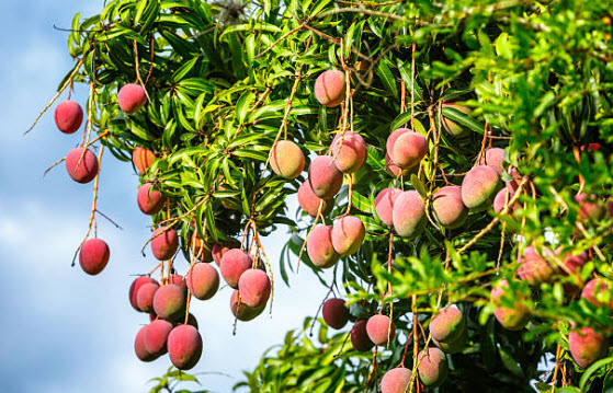 6 Loại Cây Ăn Quả Dễ “Dụ” Rắn Vào Nhà, Nếu Trồng Cần Cảnh Giác - Ảnh 1.