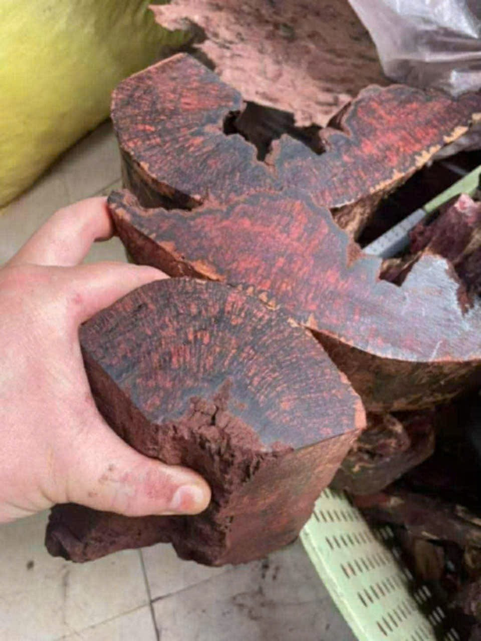 Ai đang đứng sau cuộc săn lùng loài gỗ "vô danh" có giá đến 3 triệu/kg ở Quảng Trị? - Ảnh 3.