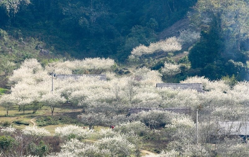 Mộc Châu - điểm đến thiên nhiên cấp địa phương hàng đầu thế giới - Ảnh 1.