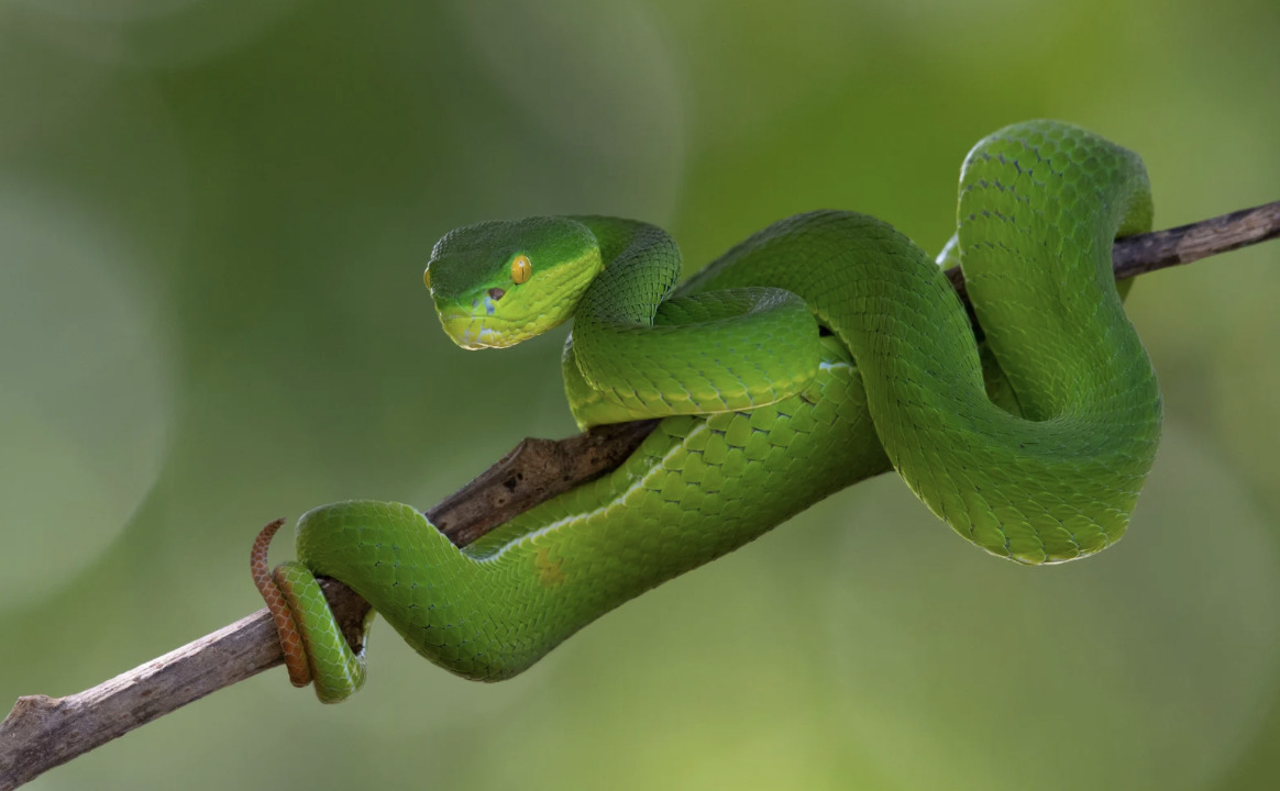 Một Bệnh Viện Tại Tphcm Liên Tiếp Cấp Cứu Người Bị Rắn Cắn 1 Bệnh Viện Tại Tp Hcm Liên Tiếp Cấp Cứu Người Bị Rắn Cắn - Ảnh 1.