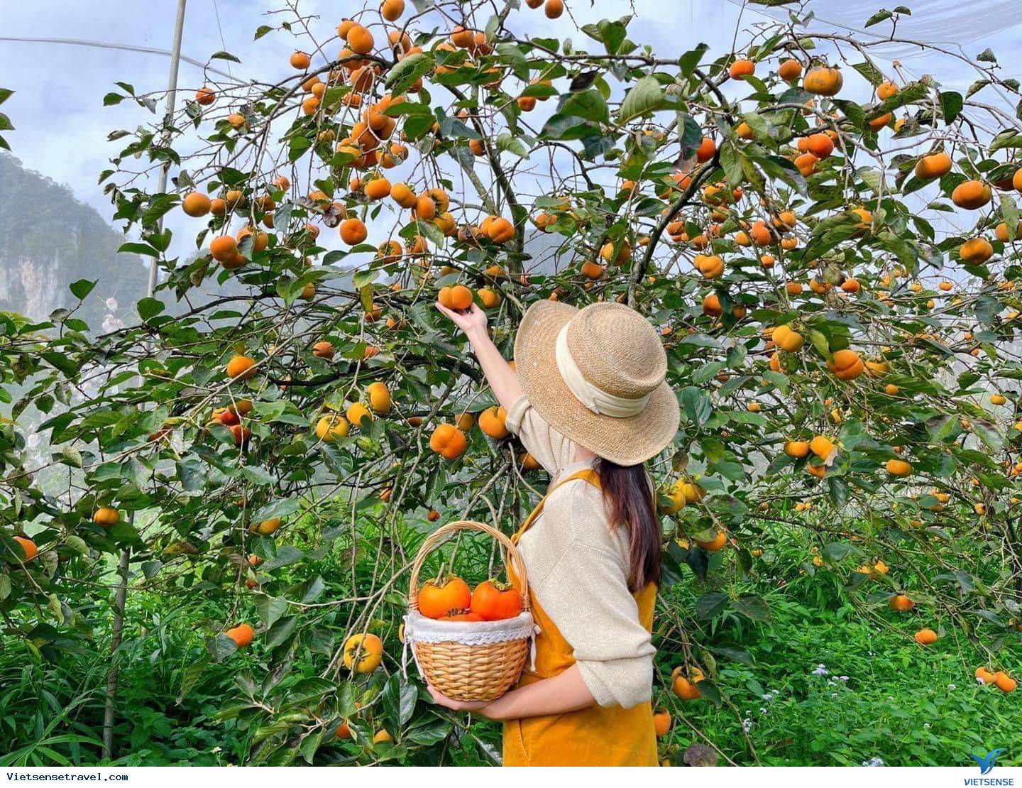 Điểm miền núi phía Bắc nhiều người đang rủ nhau đi: Càng cuối năm càng đông, có đặc sản "hiếm" ở Việt Nam - Ảnh 5.