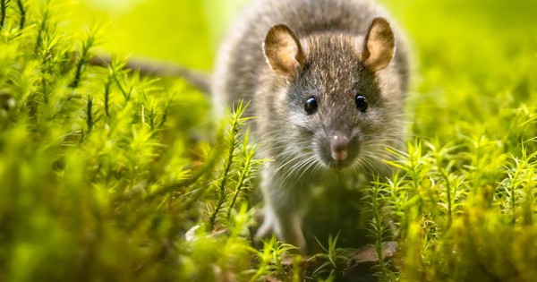 Muỗi sẽ v&agrave;o nh&agrave; nếu bạn đang trồng 4 loại c&acirc;y quen thuộc n&agrave;y - Ảnh 5.