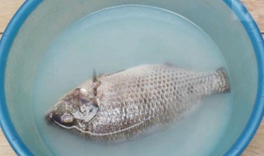Sai Lầm Khi Rửa Cá Khiến Cá Tanh Ngắt, Bở Nát, Nấu Kiểu Gì Cũng Mất Vị- Ảnh 2. Sai Lầm Khi Rửa Cá Khiến Cá Tanh Ngắt, Bở Nát, Nấu Kiểu Gì Cũng Mất Vị- Ảnh 2.