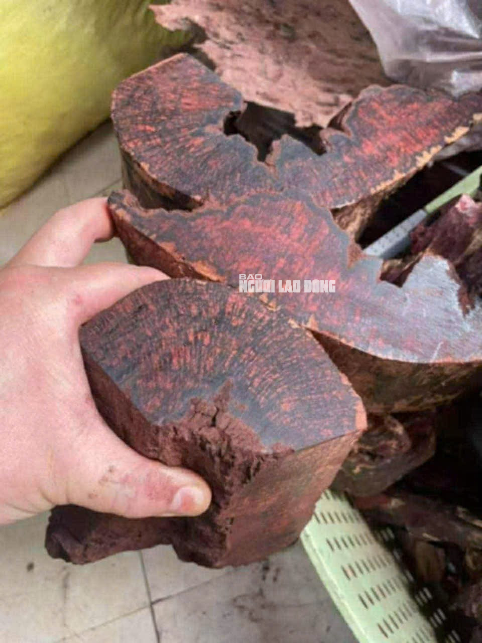 Gỗ mán đỉa Quảng Trị: Cơn sốt giá cao và nguy cơ xâm hại rừng tự nhiên - Ảnh 2. Gỗ mán đỉa Quảng Trị: Cơn sốt giá cao và nguy cơ xâm hại rừng tự nhiên - Ảnh 2.