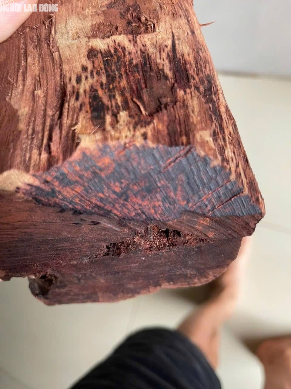 Gỗ mán đỉa Quảng Trị: Cơn sốt giá cao và nguy cơ xâm hại rừng tự nhiên - Ảnh 3. Gỗ mán đỉa Quảng Trị: Cơn sốt giá cao và nguy cơ xâm hại rừng tự nhiên - Ảnh 3.