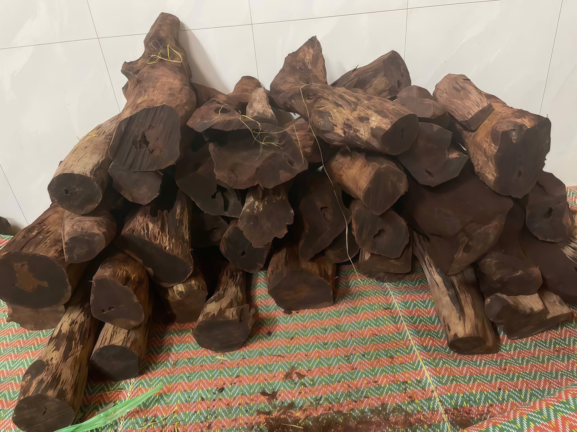 Gỗ mán đỉa Quảng Trị: Cơn sốt giá cao và nguy cơ xâm hại rừng tự nhiên - Ảnh 1. Gỗ mán đỉa Quảng Trị: Cơn sốt giá cao và nguy cơ xâm hại rừng tự nhiên - Ảnh 1.