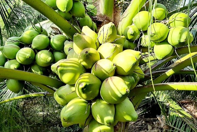 5 loại cây quen thuộc vô tình trở thành "nam châm" hút chuột vào nhà- Ảnh 1.