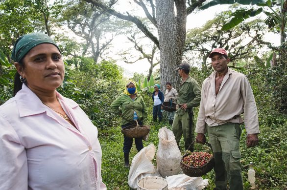 Sau cú bắt tay với gạo Việt Nam, Cuba hợp tác thúc đẩy sản xuất loại nông sản 'vàng treo trên cây' nhưng kém thành công: Sản lượng đã giảm 1 nửa trong 5 năm qua - Ảnh 1.