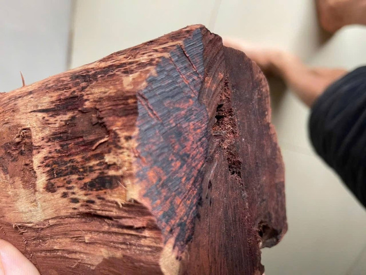 Thương lái ồ ạt thu mua gỗ mán đỉa giá 3 triệu/kg: Kiểm lâm Quảng Trị vào cuộc - Ảnh 2.