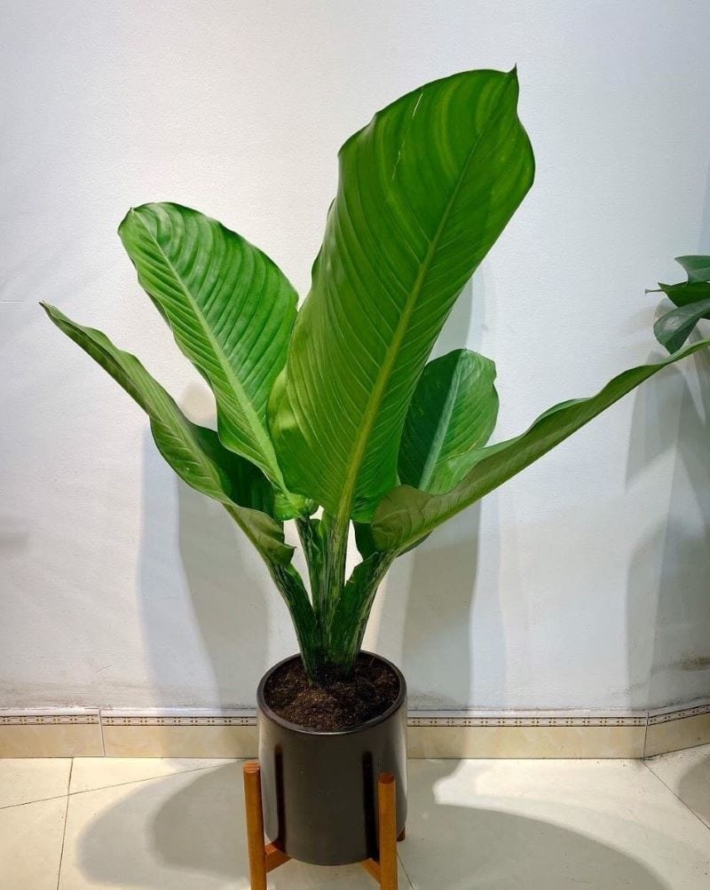 Cây đại phú gia: Bí quyết phong thủy hút tài lộc cho ngôi nhà - Ảnh 1. Cây đại phú gia: Bí quyết phong thủy hút tài lộc cho ngôi nhà - Ảnh 1.