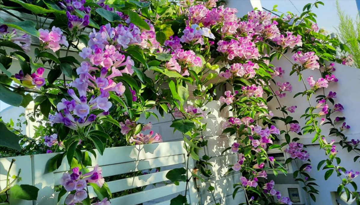 Rắn rất sợ mùi của 3 loại cây này - Ảnh 1. Rắn rất sợ mùi của 3 loại cây này - Ảnh 1.