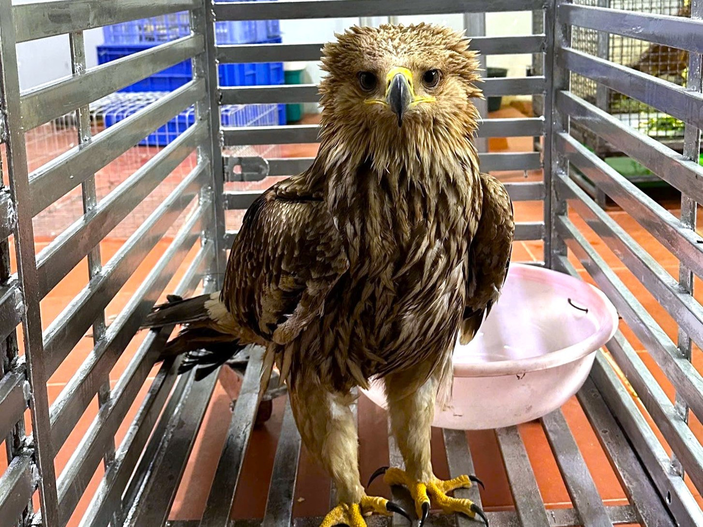 Phát hiện đại bàng đầu nâu qúy hiếm tại Nghệ An cần được bảo vệ khẩn cấp - Ảnh 1.