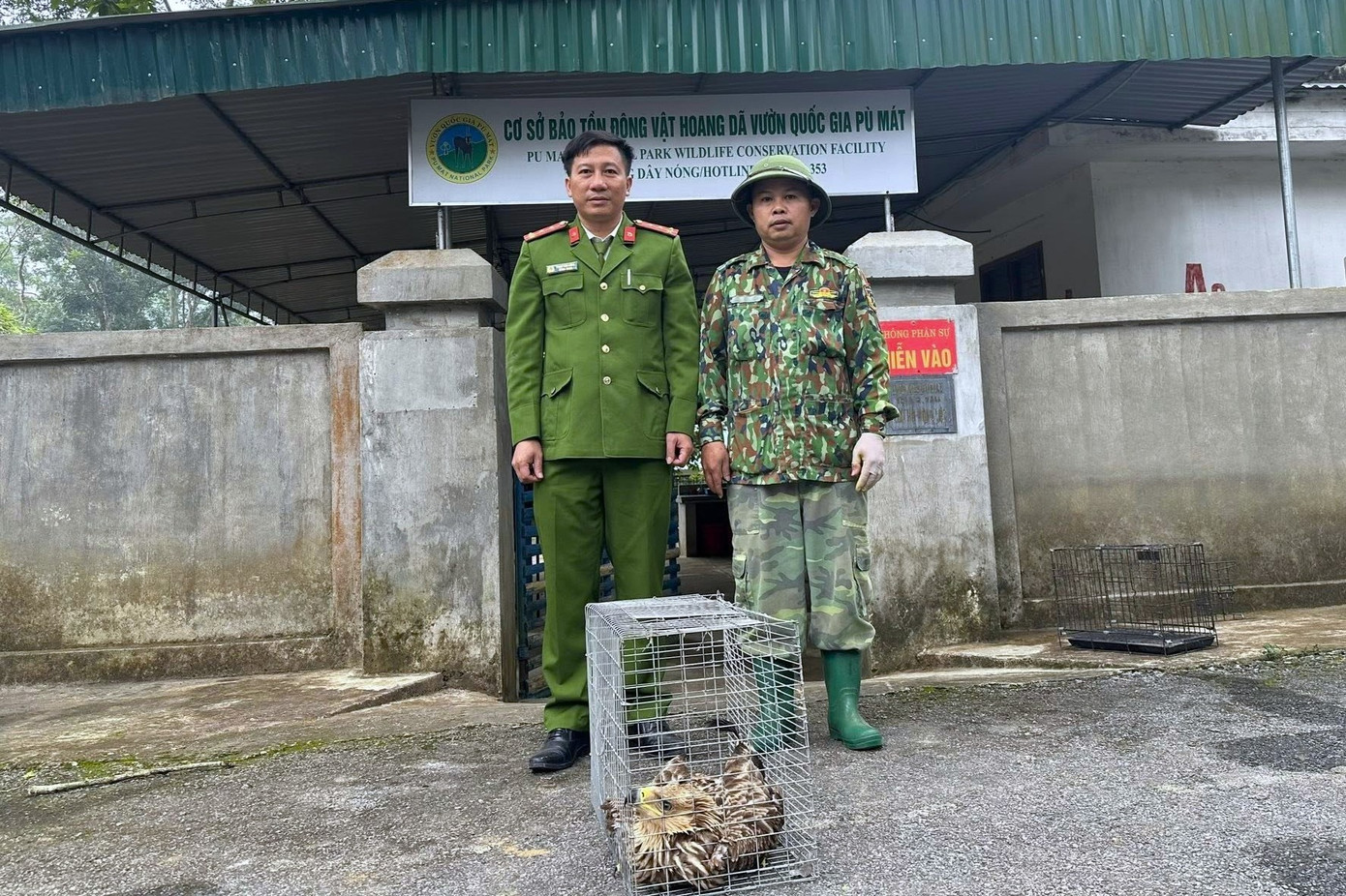 Phát hiện đại bàng đầu nâu qúy hiếm tại Nghệ An cần được bảo vệ khẩn cấp - Ảnh 2.