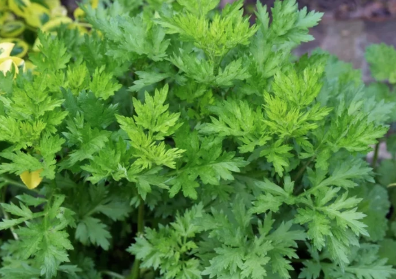 - Ảnh 2. - Ảnh 2.