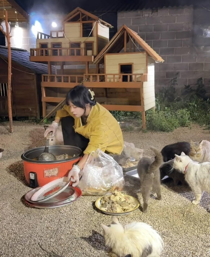 Cô gái vượt qua nỗi sợ giao tiếp để nuôi 120 mèo hoang - Ảnh 5.