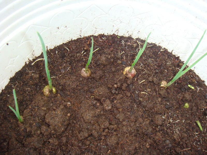 - Ảnh 1. - Ảnh 1.